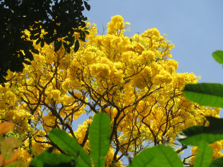 Handroanthus serratifolius