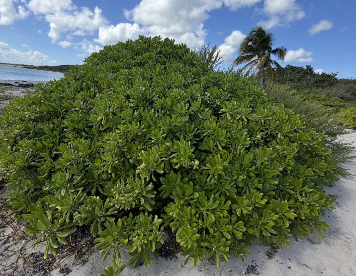 Scaevola taccada