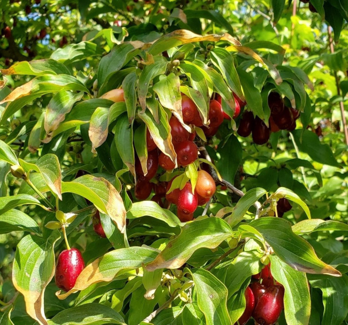 Cornus mas