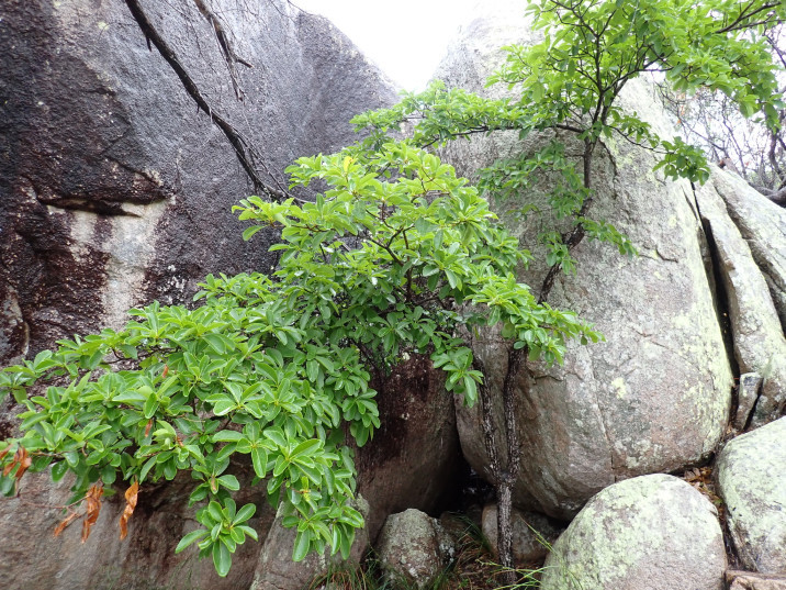 Terminalia microcarpa