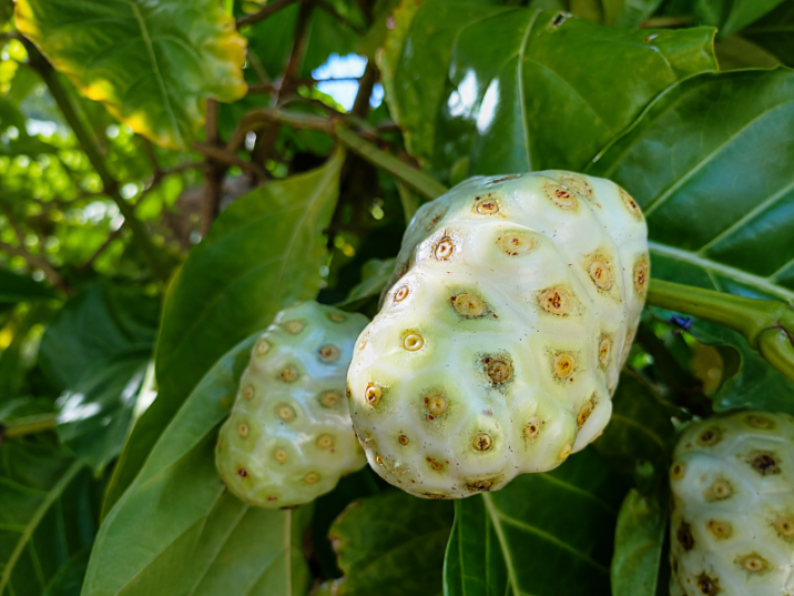 Morinda citrifolia