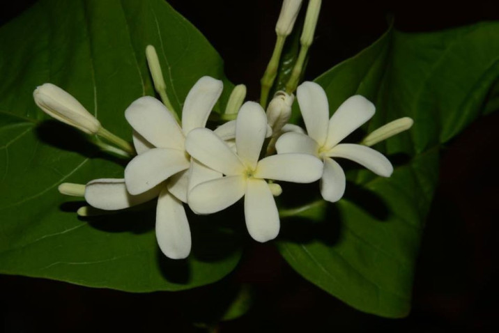 Holarrhena pubescens