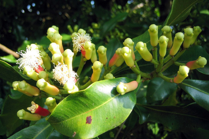 Syzygium aromaticum