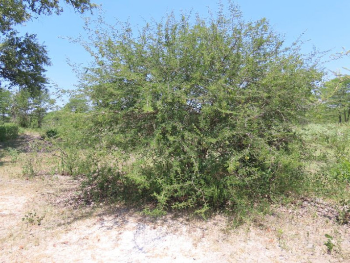 Dichrostachys cinerea