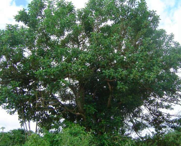 Aegiphila integrifolia