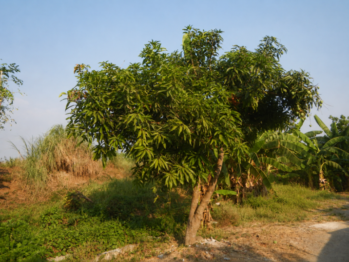 Nauclea orientalis