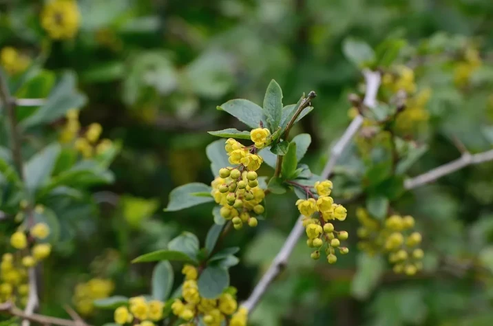 Berberis vulgaris