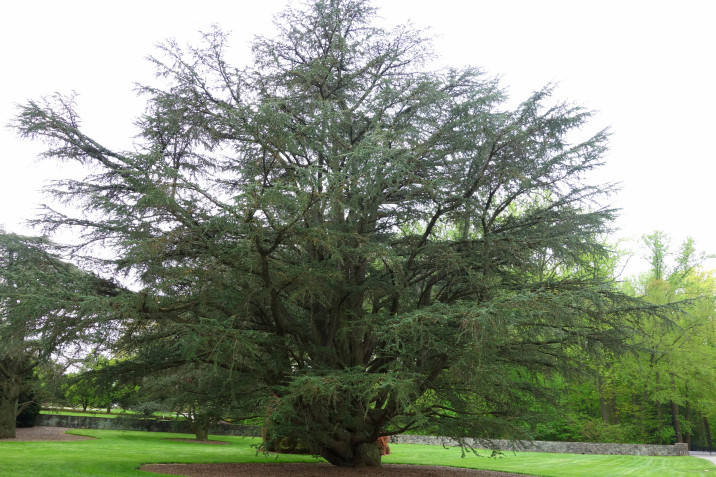 Cedrus atlantica