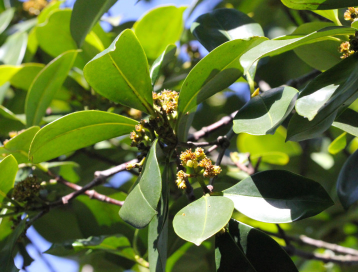 Carallia brachiata
