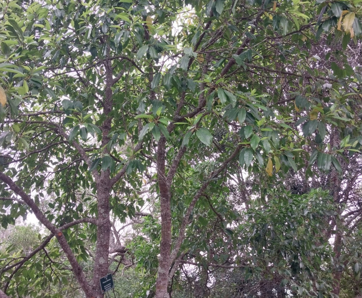 Prunus africana