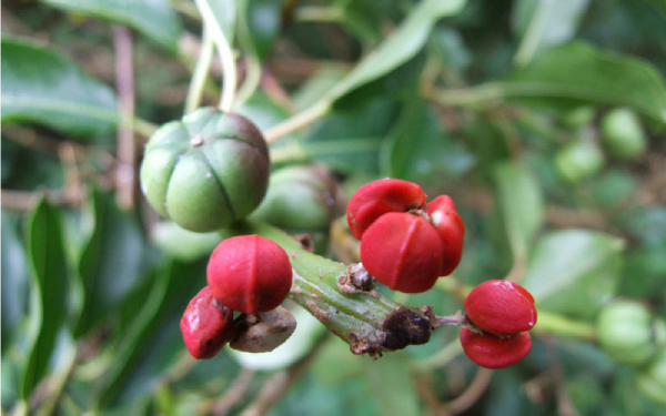 Sapium glandulosum