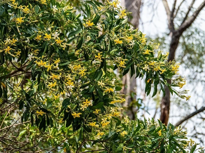 Hymenosporum flavum