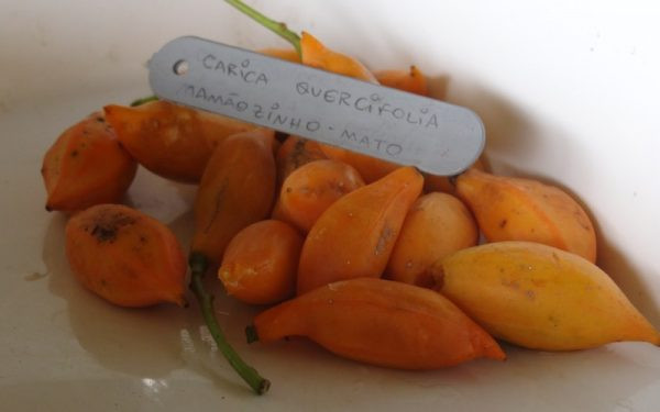 Carica quercifolia
