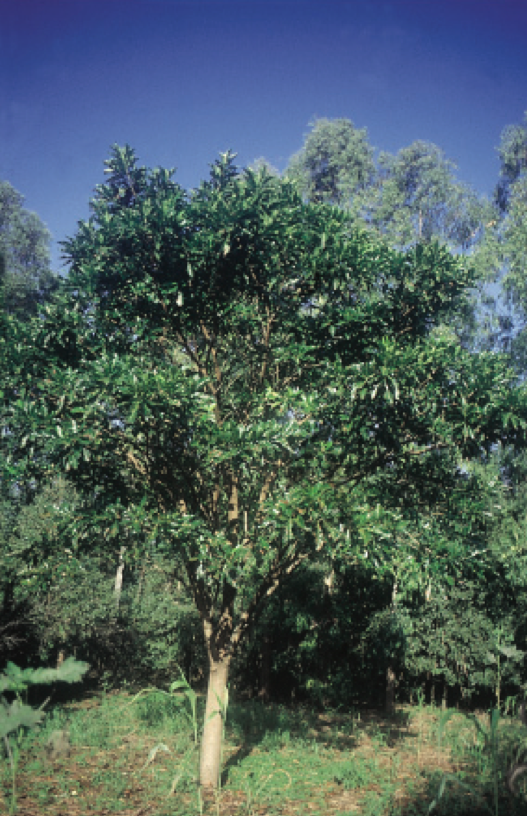 Poecilanthe parviflora