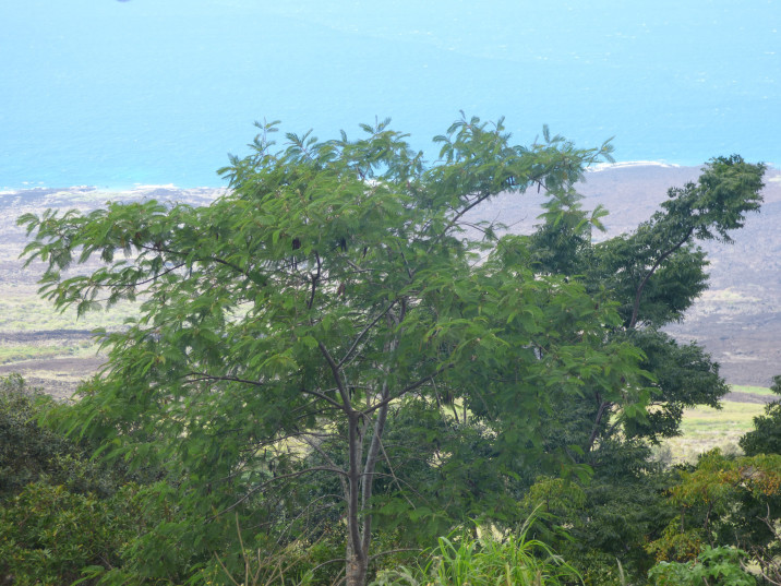 Leucaena diversifolia