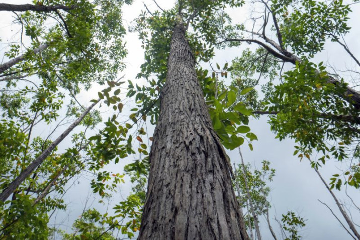 Eucalyptus pellita