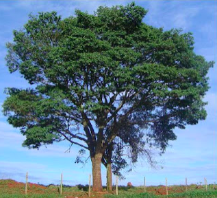 Tapirira guianensis