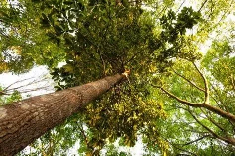 Cotylelobium melanoxylon
