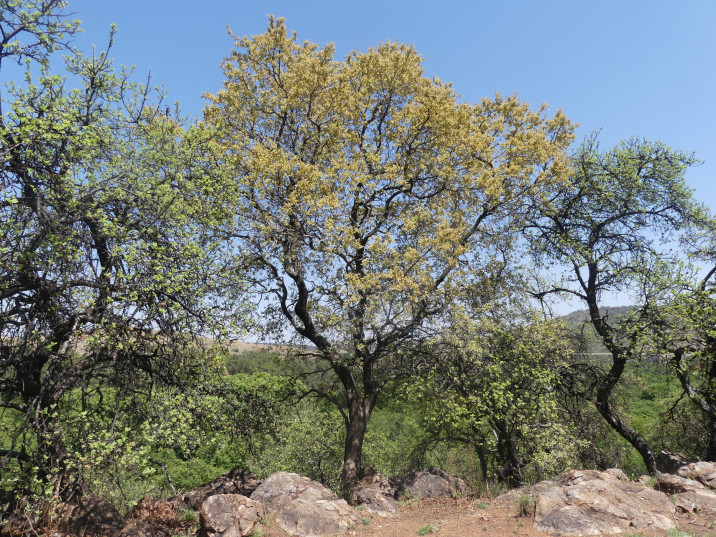 Combretum molle