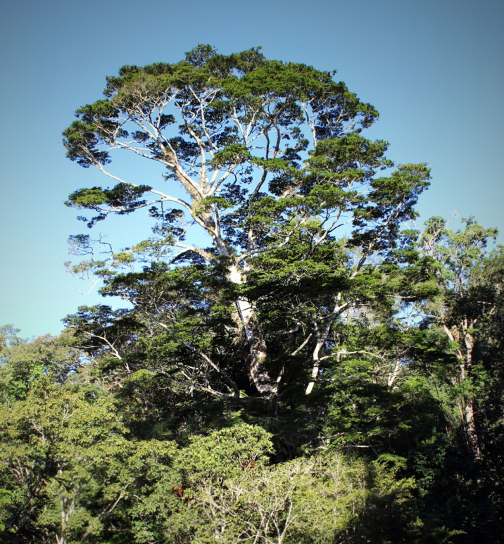 Newtonia buchananii