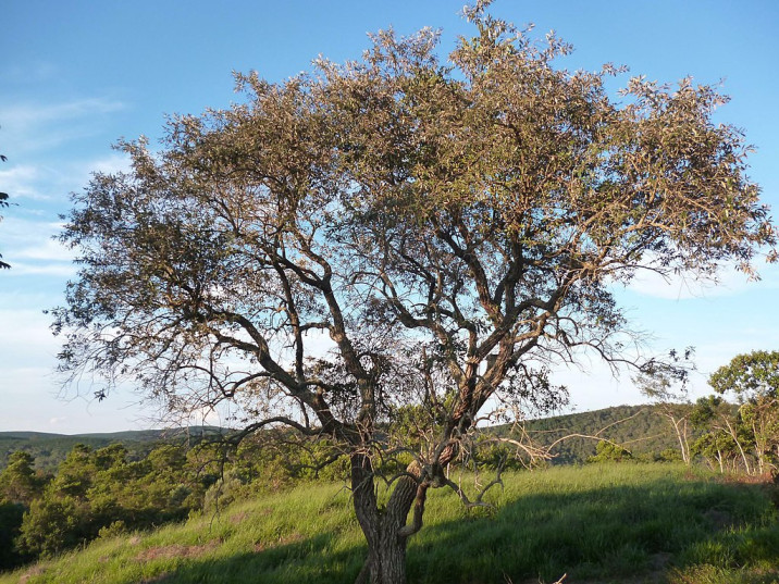 Gochnatia polymorpha