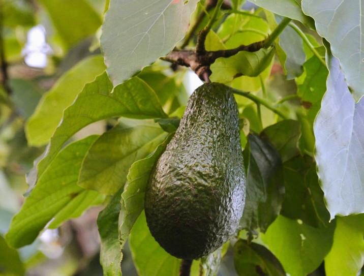 Persea americana