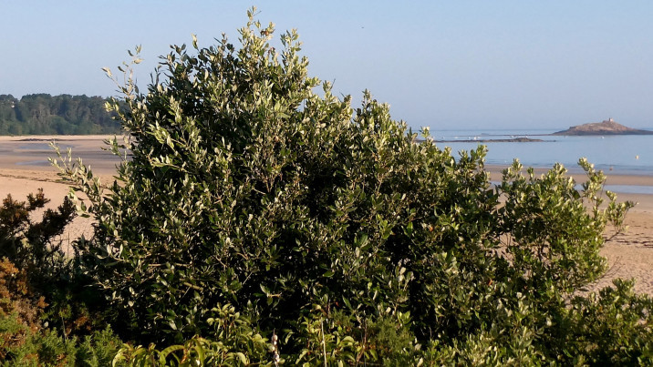 Quercus ilex