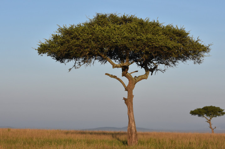 Balanites aegyptiaca