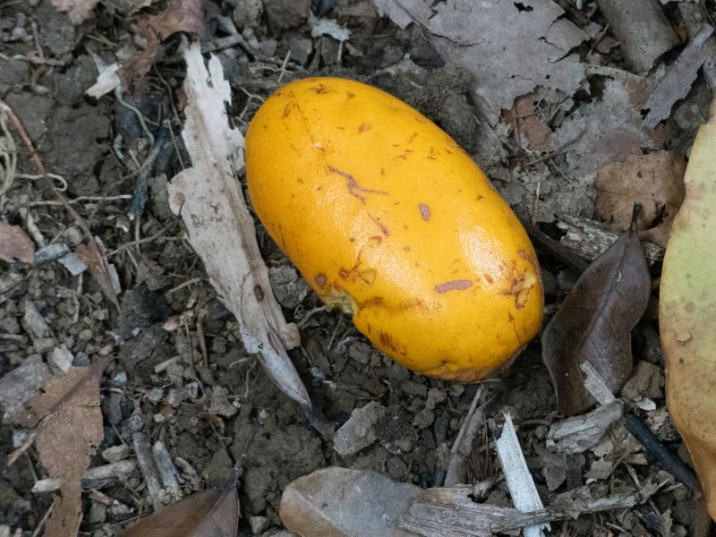 Endiandra microneura