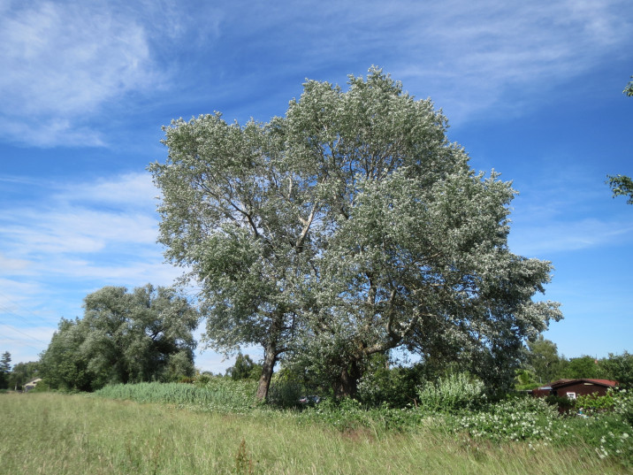 Populus alba