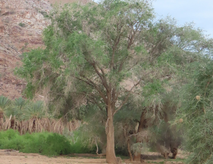 Acacia albida