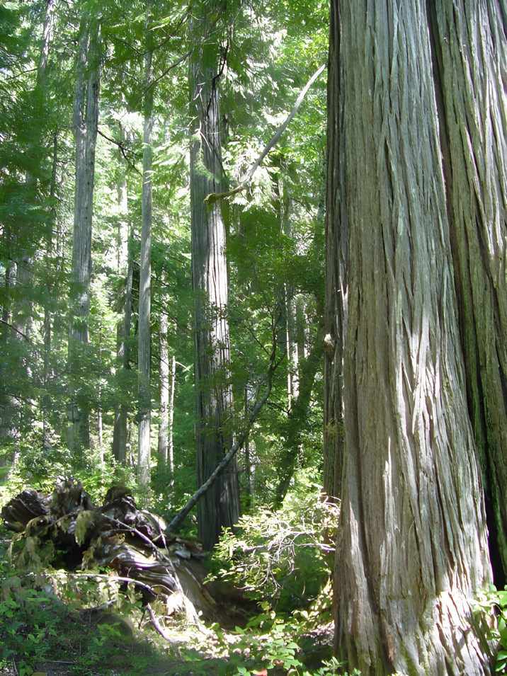 Chamaecyparis lawsoniana