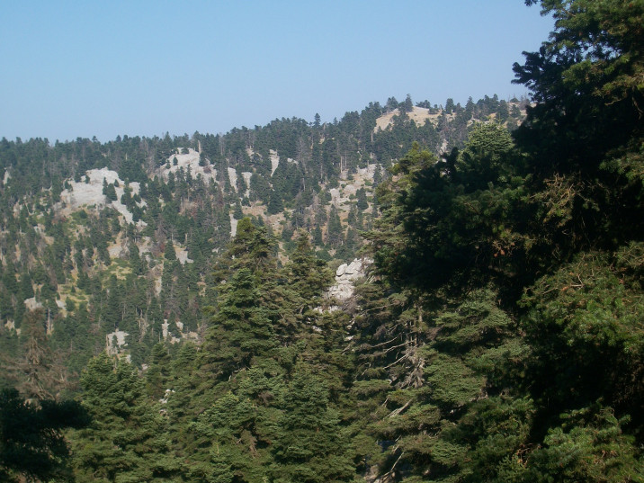 Abies cephalonica