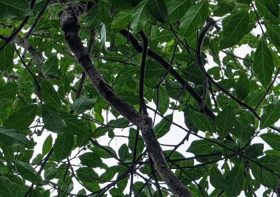 Ficus fraseri