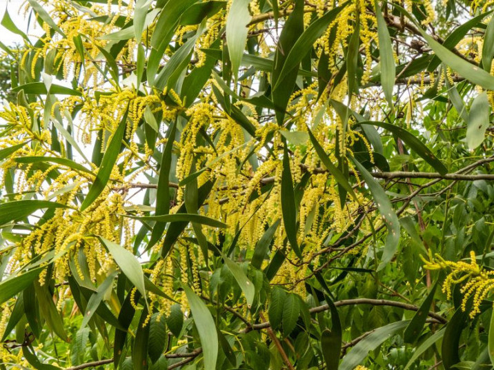 Acacia maidenii