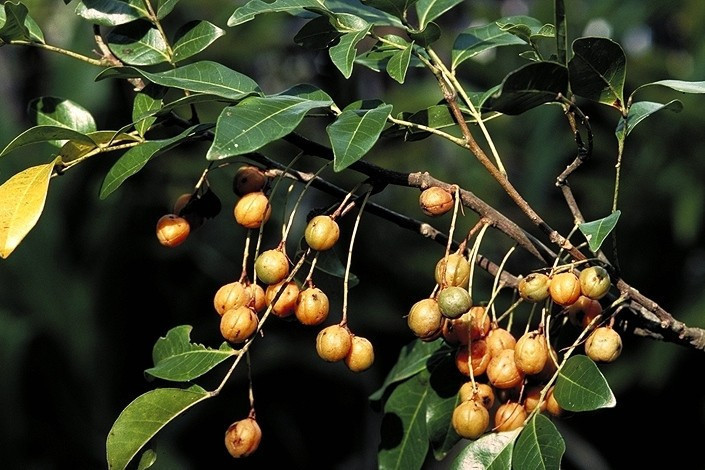 Lepiderema sericolignis