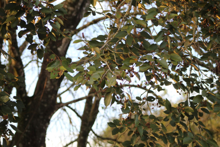 Luehea divaricata