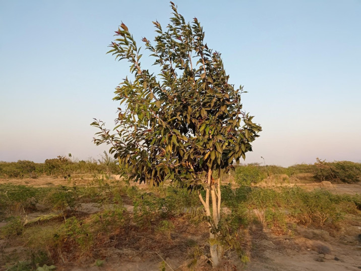 Syzygium cumini