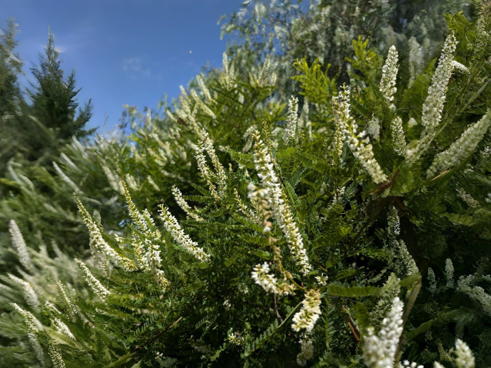 Eysenhardtia polystachya