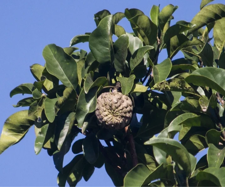 Magnolia ovata