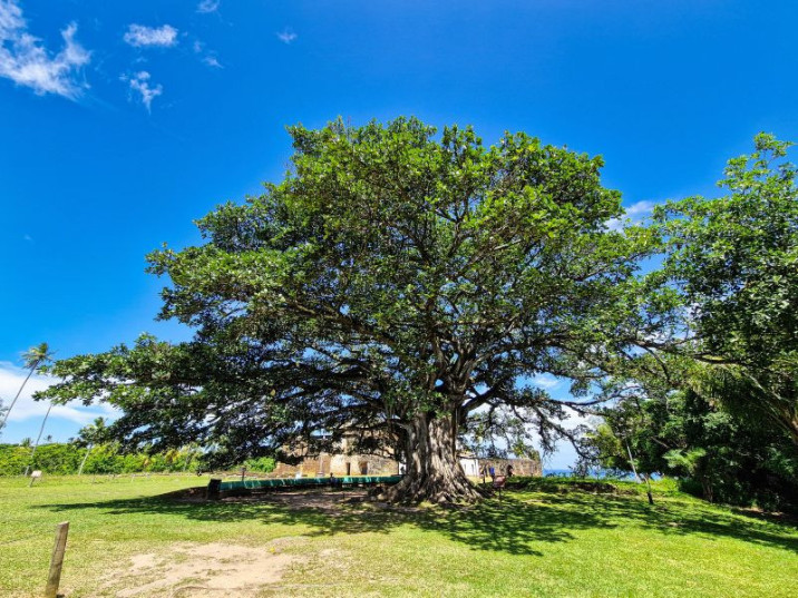 Ficus guaranitica