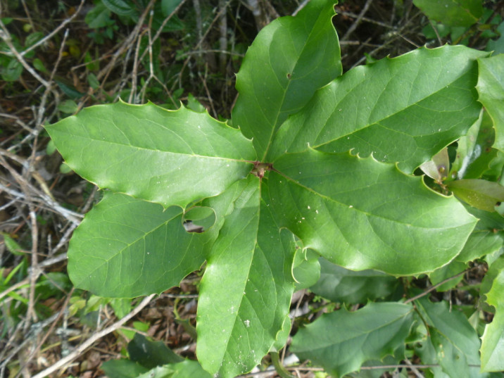 Maytenus aquifolium
