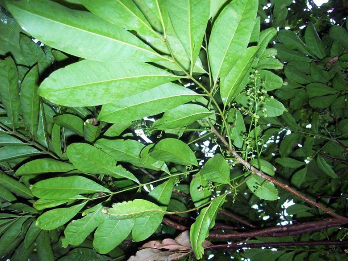 Cupaniopsis foveolata