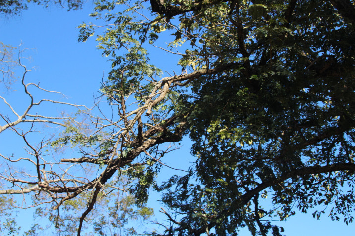 Albizia coriaria