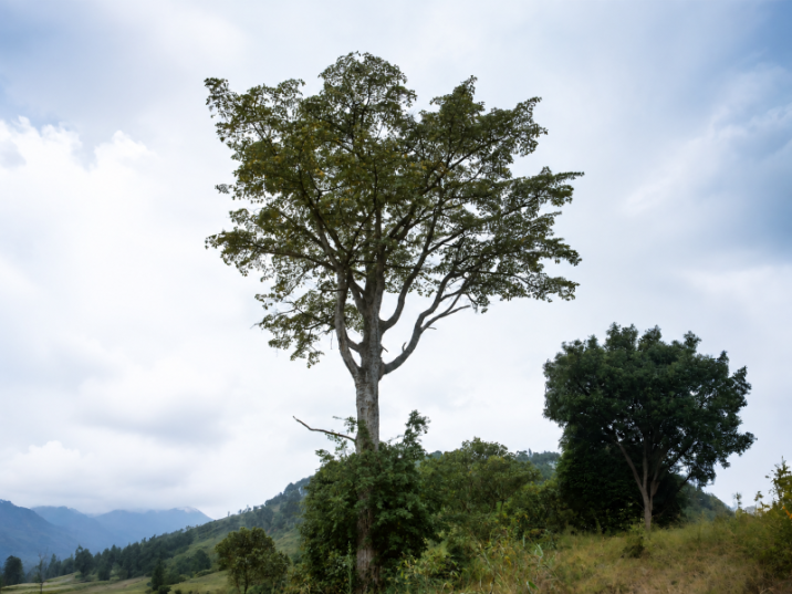 Milicia excelsa