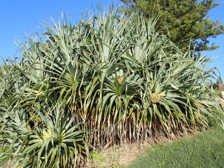 Pandanus tectorius