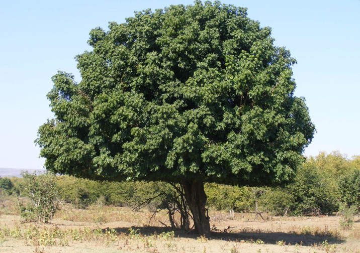 Trichilia emetica
