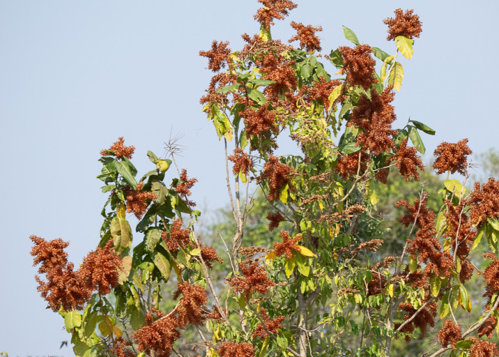 Triplaris Americana