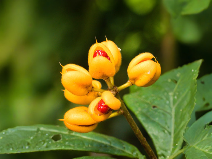 Pittosporum ferrugineum