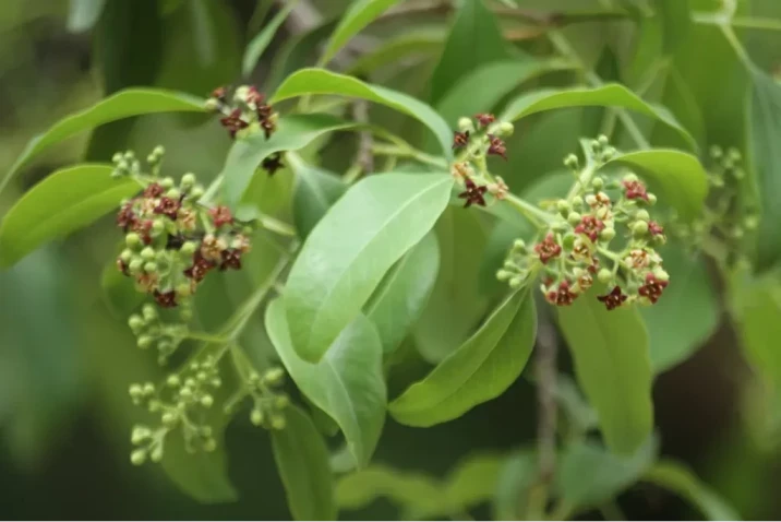 Santalum album